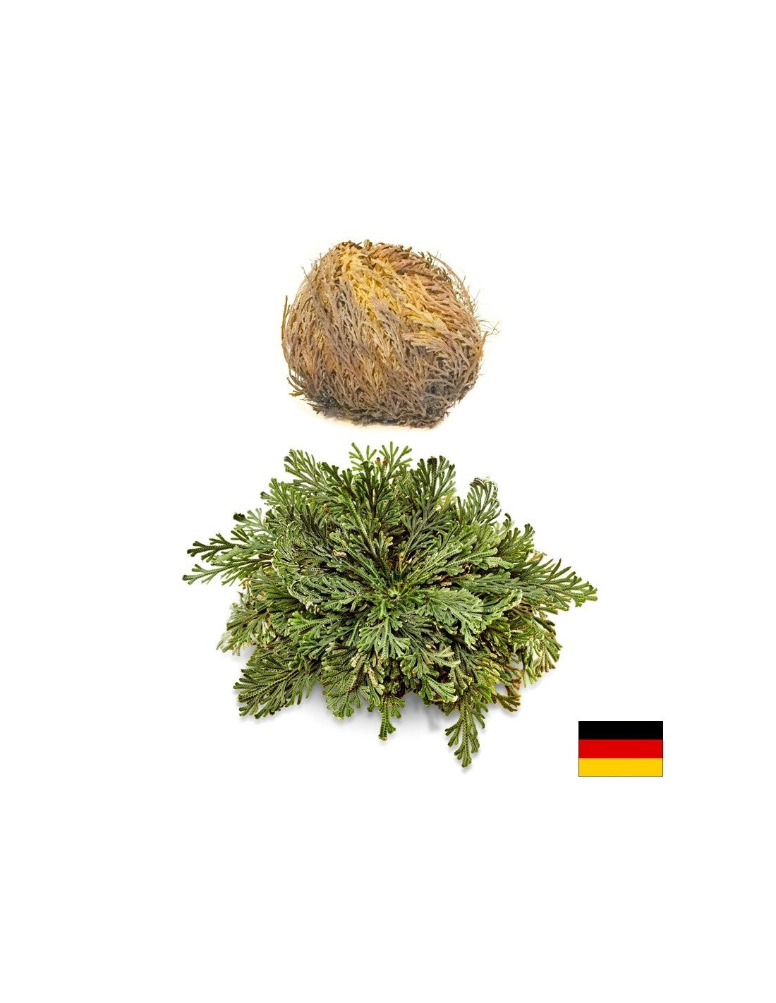 Jerichon Rose, 1 vnt x 100 g