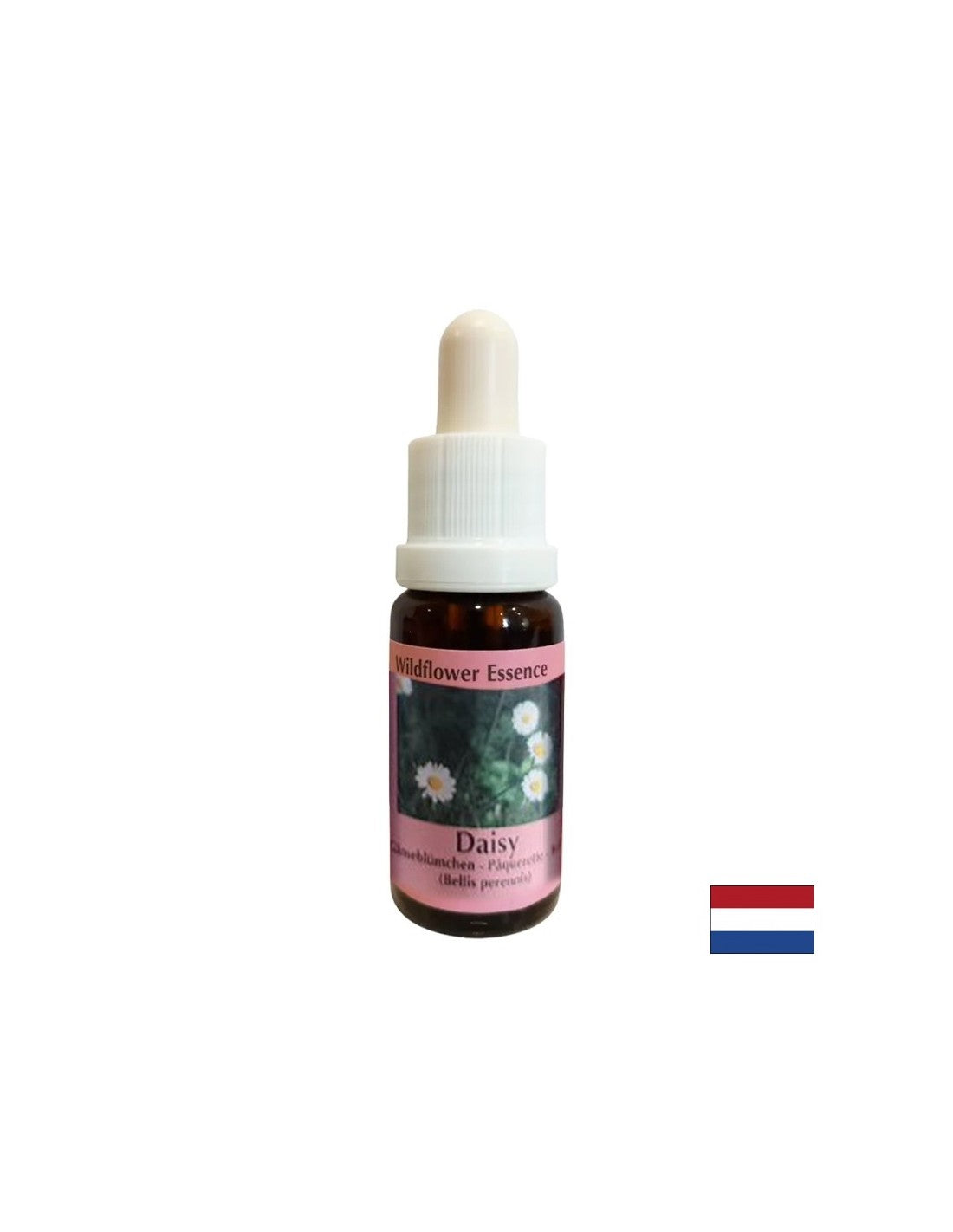 Increases memory and learning capacity - Common Daisy Essence No. 26, drops 15 ml