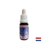 Per concentrarsi su te stesso - Chicory Essence n. 8, cade 15 ml