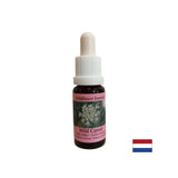 Calms the Mind - Wild Carrot Essence, cade 15 ml
